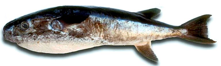 Lagocephalus lagocephalus_04.jpg